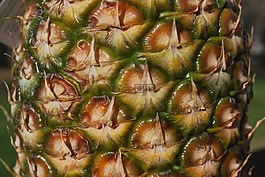 菠蘿,皮膚,水果