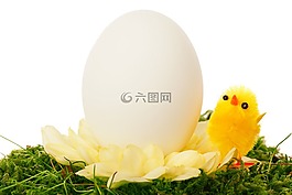 慶典,小雞,雞