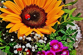 花束,太陽花,夏季
