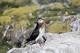 海雀,嵌套,海鳥