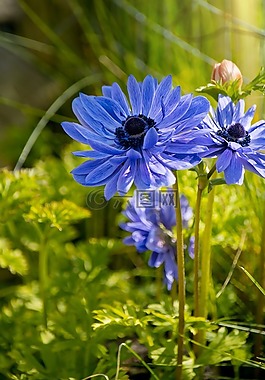 ?？?花,藍(lán)色