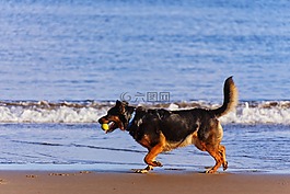 活躍,動物,海灘