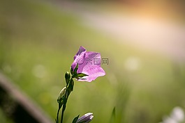 桔梗,花,粉红色