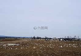 動(dòng)物,自然,雪