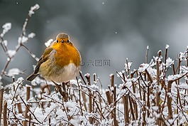 羅賓,冬天,鳴鳥