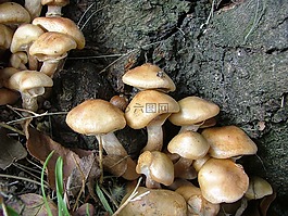 性質(zhì),蘑菇,蘑菇組