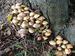 蘑菇,性質(zhì),蘑菇組