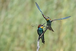 動物,鳥類,小區(qū)