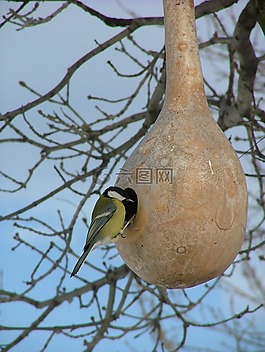 鳥,性質(zhì),動(dòng)物