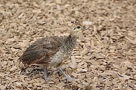 年輕的孔雀,孔雀,鳥