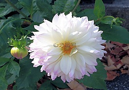 鮮花,自然,季節(jié)