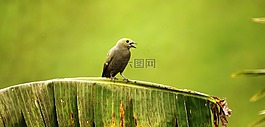 性質(zhì),野生,鳥