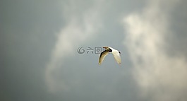 性質(zhì),野生,鳥