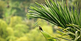 性質(zhì),野生,鳥