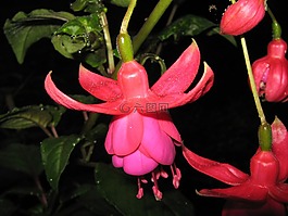 倒掛金鐘,鮮花,粉紅色