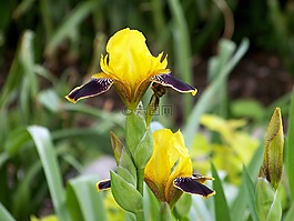 鳶尾花,花,春