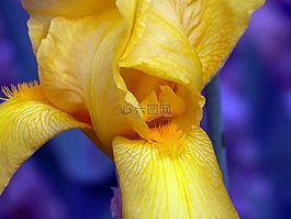鳶尾花,春,花的