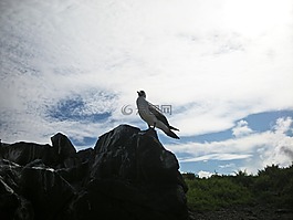 鳥,白,黑