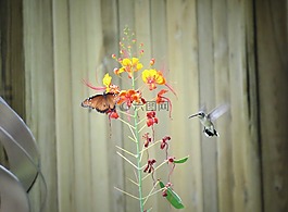 花,蝴蝶,蜂鳥