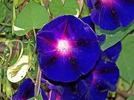 牽牛花,鮮花,藍(lán)色