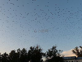 飛的鳥,鳥類,飛