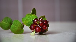 野生水果,水果,新鮮