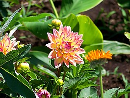 鮮花,大麗花,花園