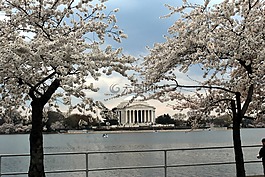 杰斐遜,紀(jì)念館,鮮花