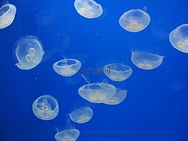 海蜇,海,海洋