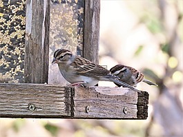 鳥,可愛,野生動物