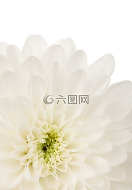 美麗,美,盛開