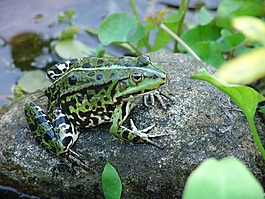 青蛙,池塘,動物