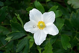 花,白,花瓣