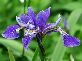 花卉,蓝色,虹膜