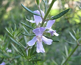迷迭香,花,装饰