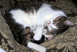 貓,睡眠,動(dòng)物