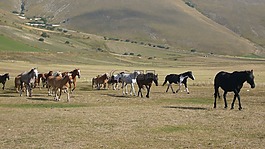 castelluccio,馬,鋼琴