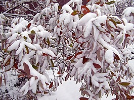 雪,樹,冬天