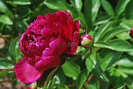 牡丹,花,鮮花