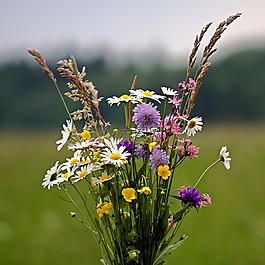 鮮花,花束,野生花卉