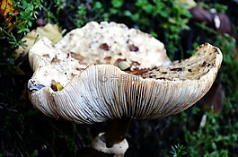 性質(zhì),菌,秋