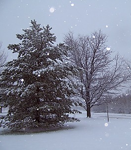雪,常綠,樹