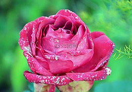 玫瑰,花,宏