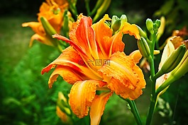 黃花菜,花,廠