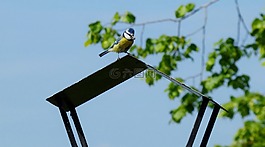 藍雀,鳥,攜帶