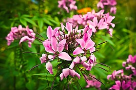 蜘蛛廠,花,白花菜