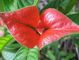 花,吻,紅色
