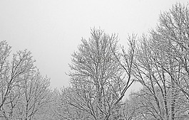 樹,分支機(jī)構(gòu),雪
