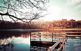 森林,橋,湖