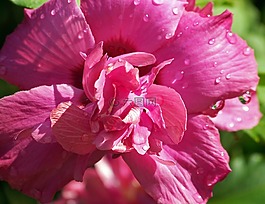 花,粉紅色,花的